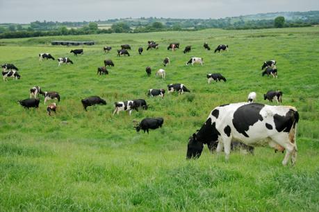 Herd of Cows Grazing