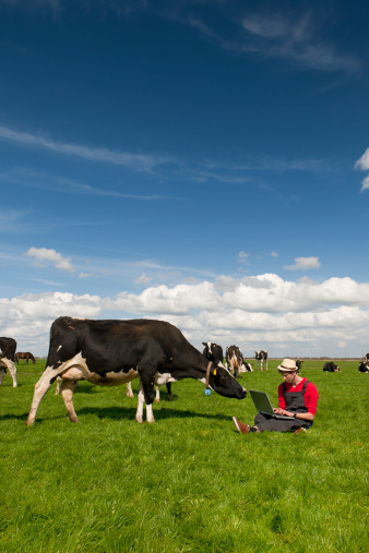Cow helping to do the figures