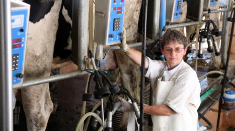 Woman Milking Cows