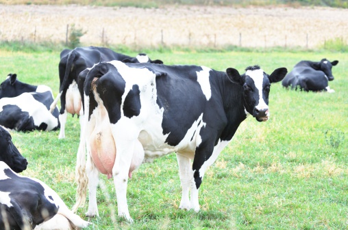 Cow posing for Picture
