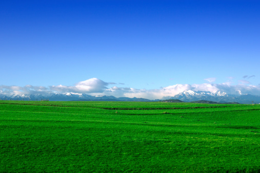 Lush Green Cow pasture