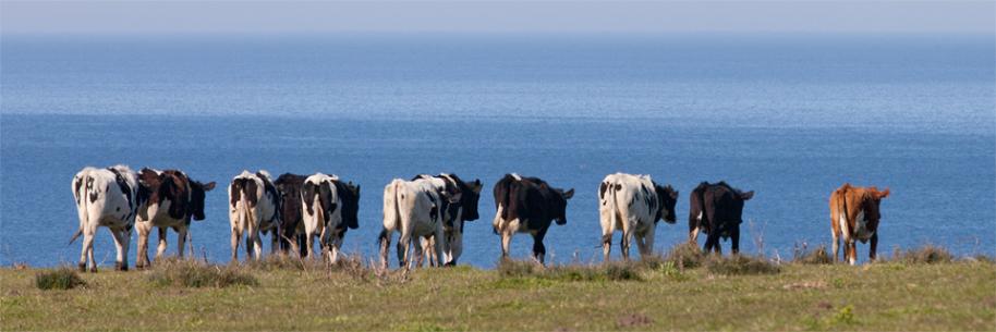 Cows checking out the view