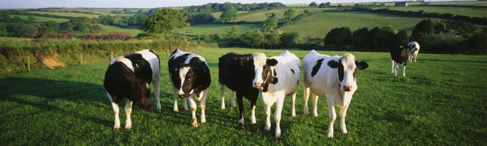 Yearlings posing for this picture
